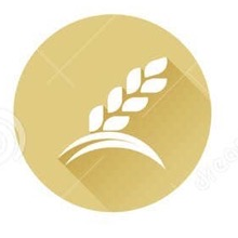 Gluten